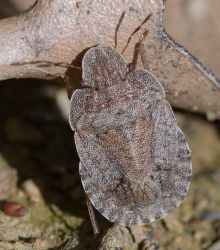 Réf. 356 576 : Sciocoris homalonotus