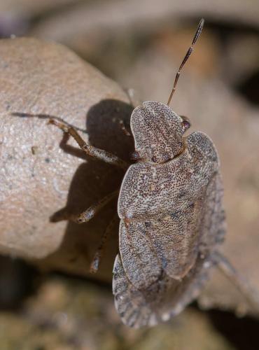 Sciocoris homalonotus