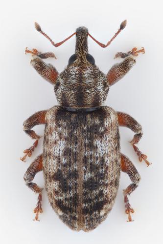 Réf. 356 553 : Dorytomus sp.