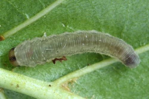 Réf. 356 046 : Rhogogaster scalaris