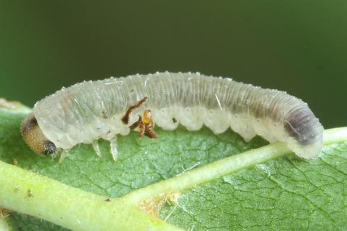 Réf. 356 047 : Rhogogaster scalaris