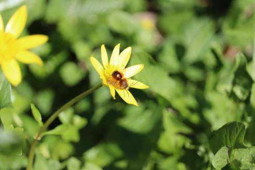 Réf. 356 779 : Osmia bicornis
