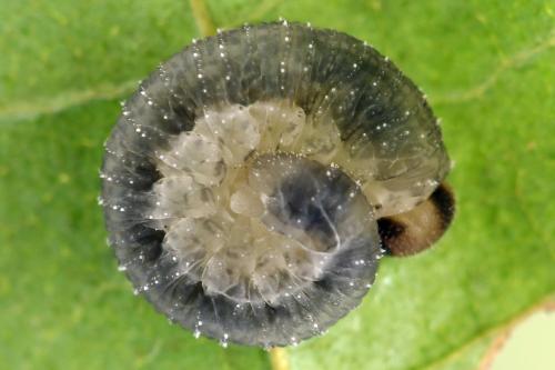 Réf. 356 056 : Rhogogaster scalaris