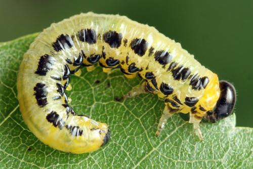 Nematus septentrionalis