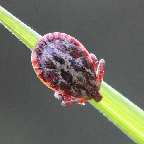 Réf. 356 715 : Dermacentor sp.