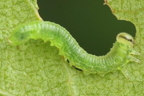 Euura poecilonota