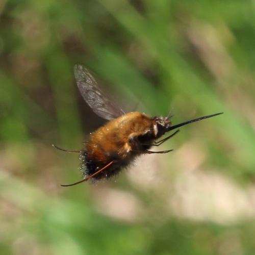 Bombylius discolor