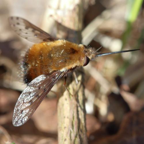 Bombylius discolor
