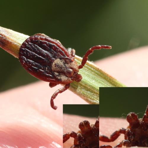 Dermacentor marginatus