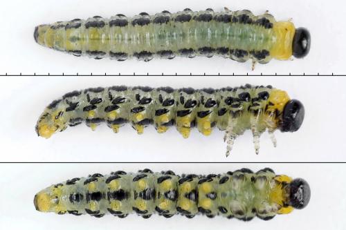 Nematus septentrionalis