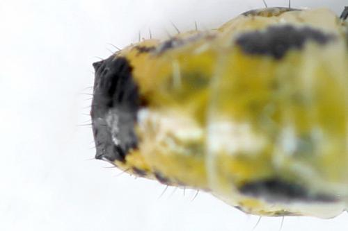 Nematus septentrionalis