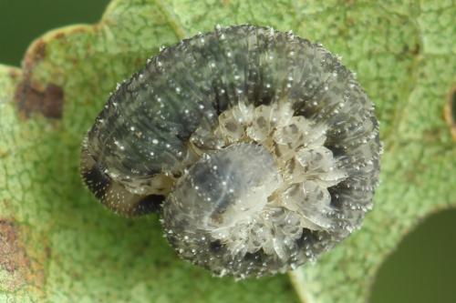 Réf. 356 065 : Rhogogaster scalaris