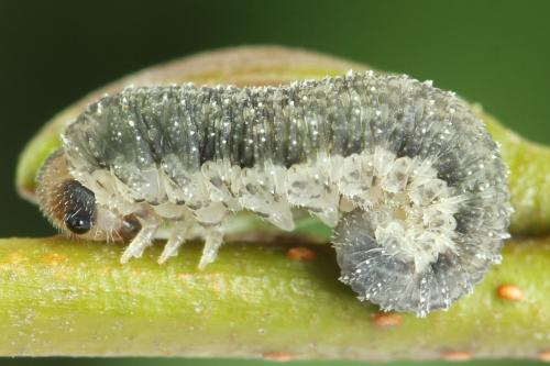 Réf. 356 066 : Rhogogaster scalaris