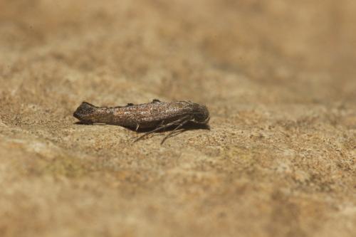 Ochromolopis staintonellus