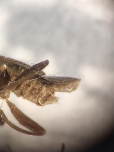 Réf. 356 016 : Malthodes sp.