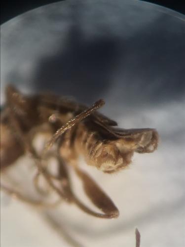 Réf. 356 015 : Malthodes sp.