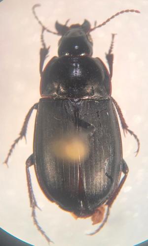 Amara sp.