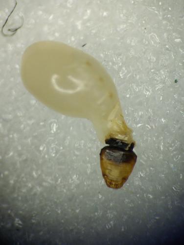 Stylops melittae