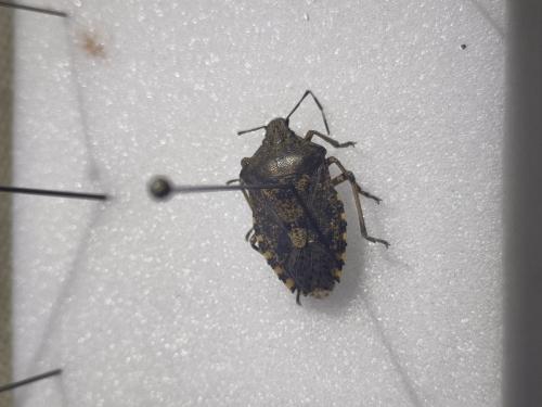 Réf. 356 270 : Rhaphigaster nebulosa