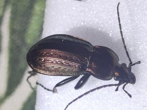 Réf. 356 285 : Carabus arvensis