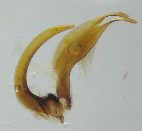 Ilybius montanus