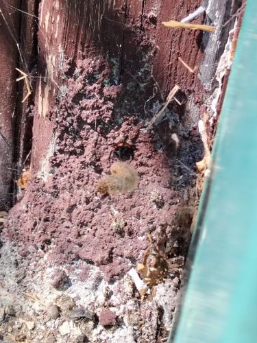 Steatoda paykulliana