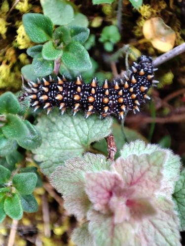 Réf. 356 671 : Melitaea sp.