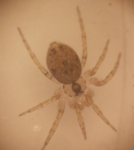 Oecobius sp.