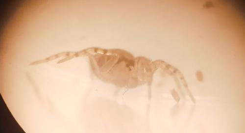Oecobius sp.