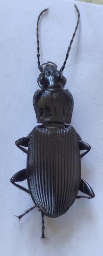 Réf. 356 769 : Pterostichus niger