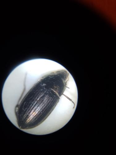 Amara aenea