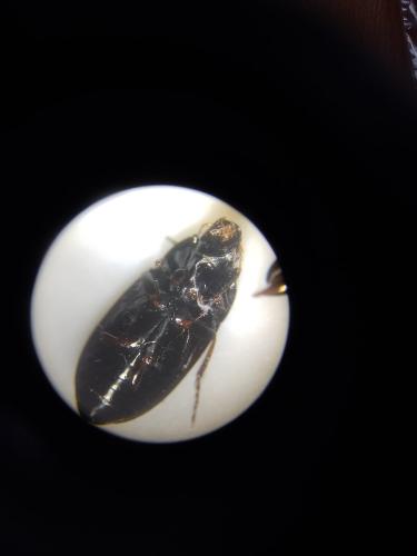 Réf. 356 890 : Amara aenea