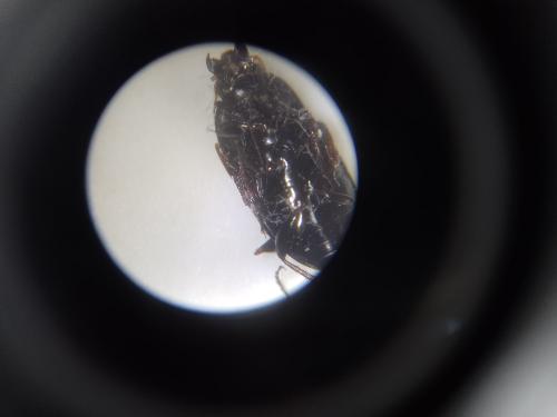 Réf. 356 958 : Amara aenea