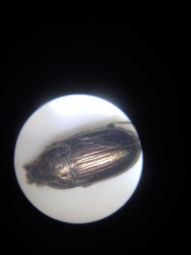 Réf. 356 960 : Amara aenea