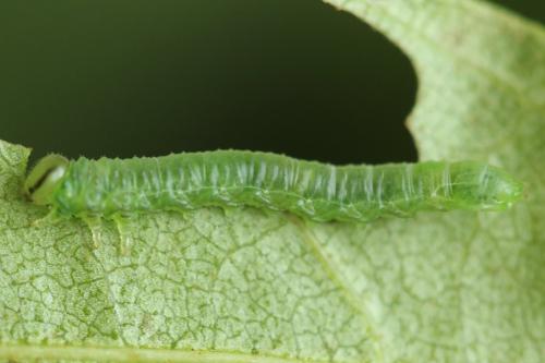 Euura poecilonota