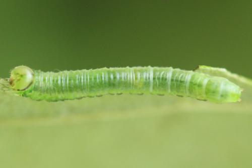 Euura poecilonota