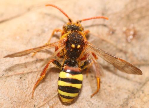 Réf. 356 496 : Nomada lathburiana