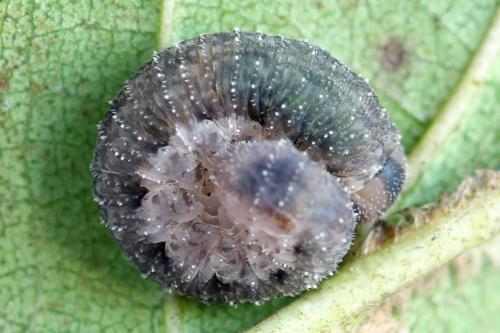 Réf. 356 077 : Rhogogaster scalaris