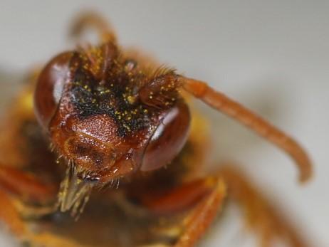 Réf. 356 497 : Nomada lathburiana