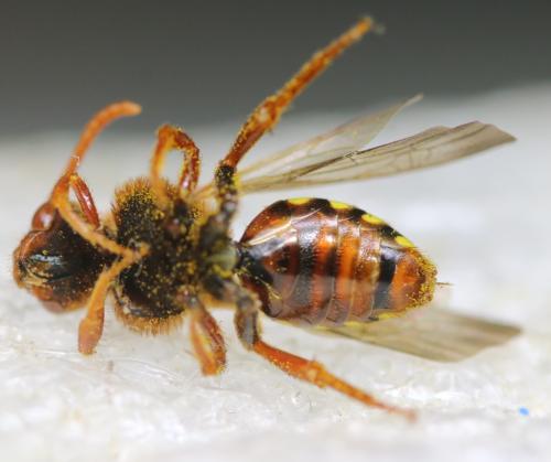 Réf. 356 498 : Nomada lathburiana