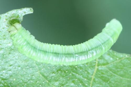 Réf. 356 170 : Euura poecilonota