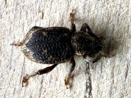 Réf. 356 880 : Caenopsis fissirostris