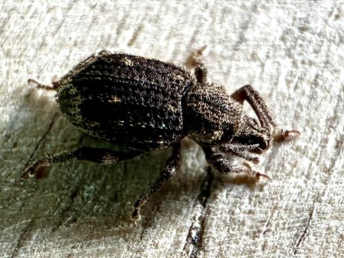 Réf. 356 879 : Caenopsis fissirostris