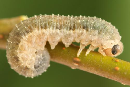 Réf. 356 086 : Rhogogaster scalaris