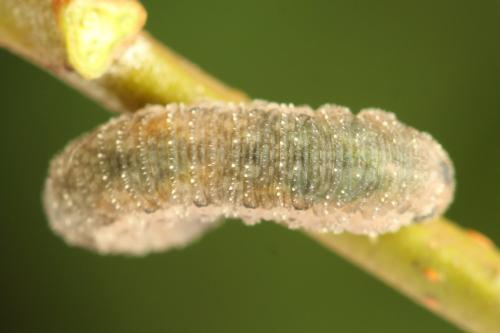 Réf. 356 087 : Rhogogaster scalaris