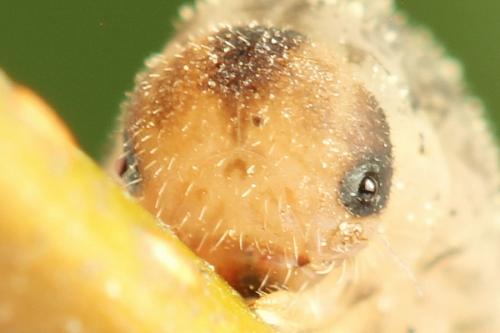 Réf. 356 088 : Rhogogaster scalaris