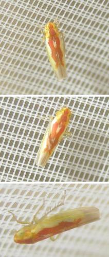 Zygina rubrovittata