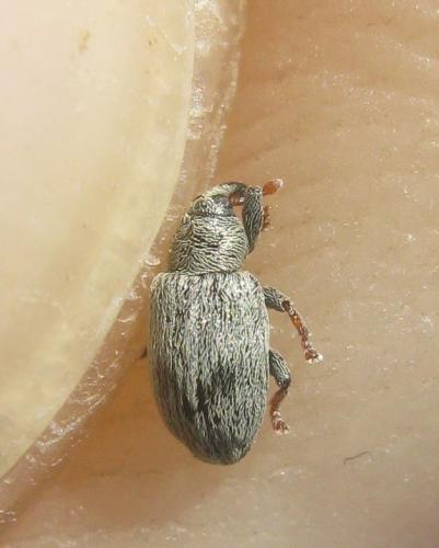 Ellescus bipunctatus