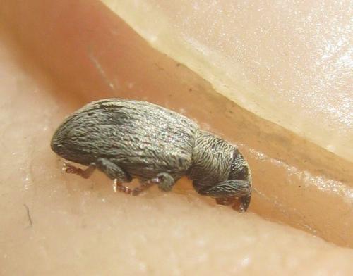 Ellescus bipunctatus