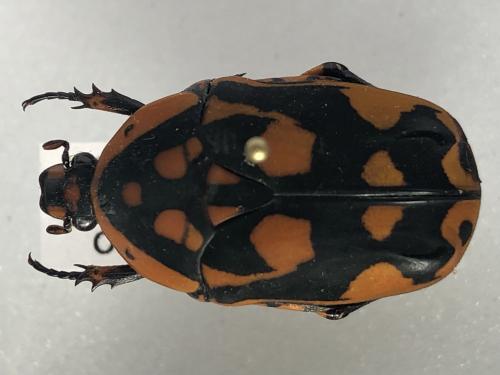 Pachnoda nigritarsis